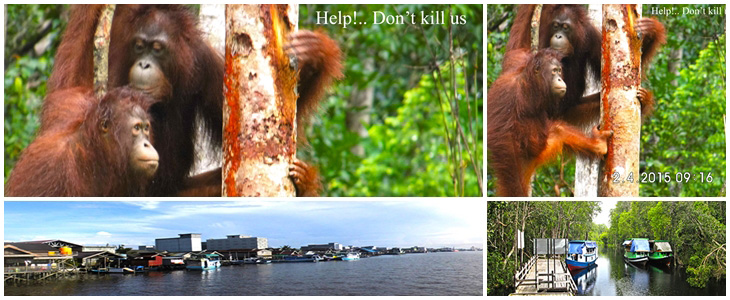 Orangutan Abenteuer Tour